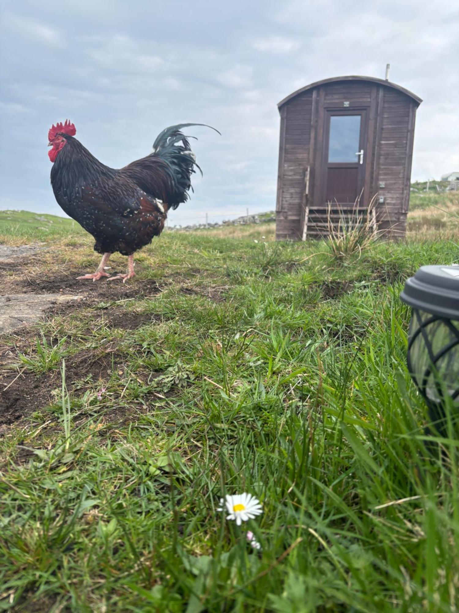 Eco Crofter's Wagon By The Sea - Off Grid Experience - No Electricity - As Seen Soon On Netflix Rhiconich
